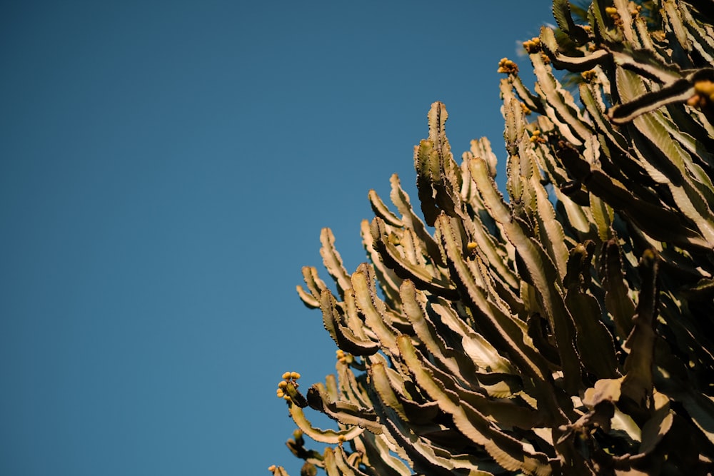 a close up of a plant