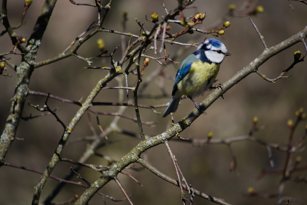 a bird perched on a tree branch