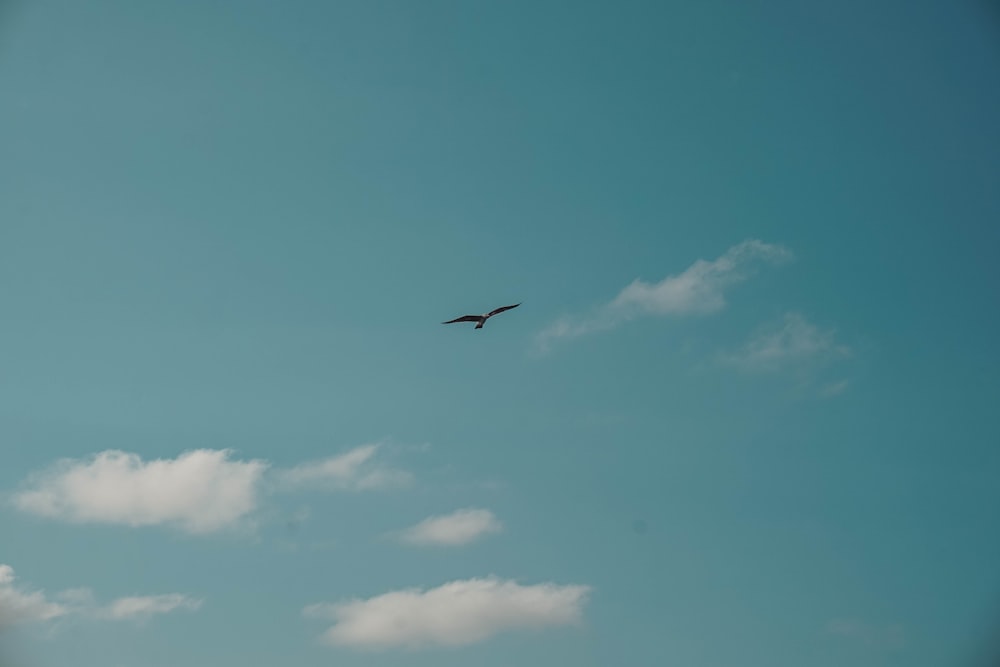 a bird flying in the sky