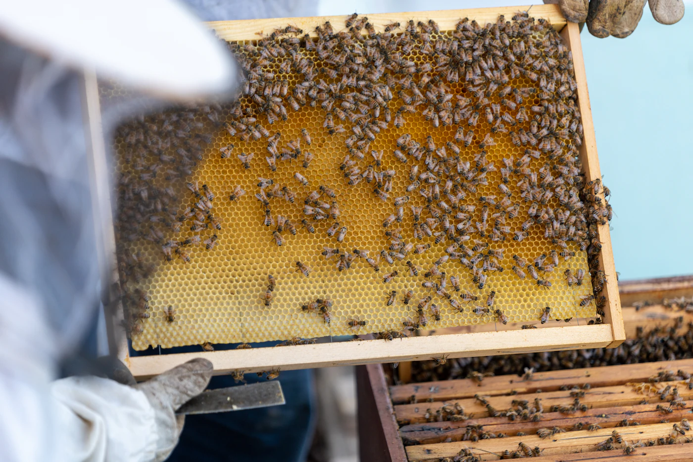 A beekeeper checking brood frames during a colony visit