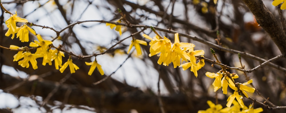 Gelbe Blätter an einem Baum
