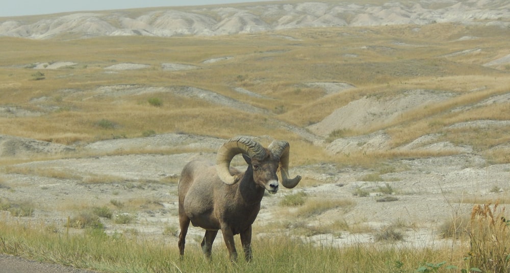 a ram with horns in a field
