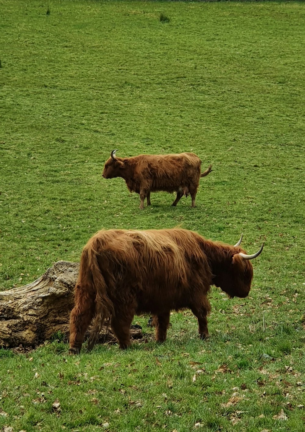 a couple of yaks in a field