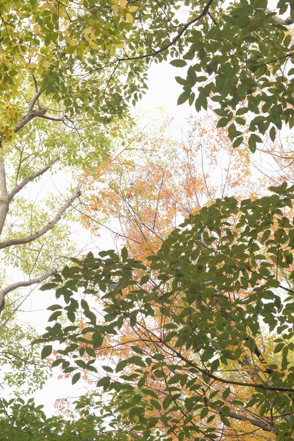 a tree with green leaves