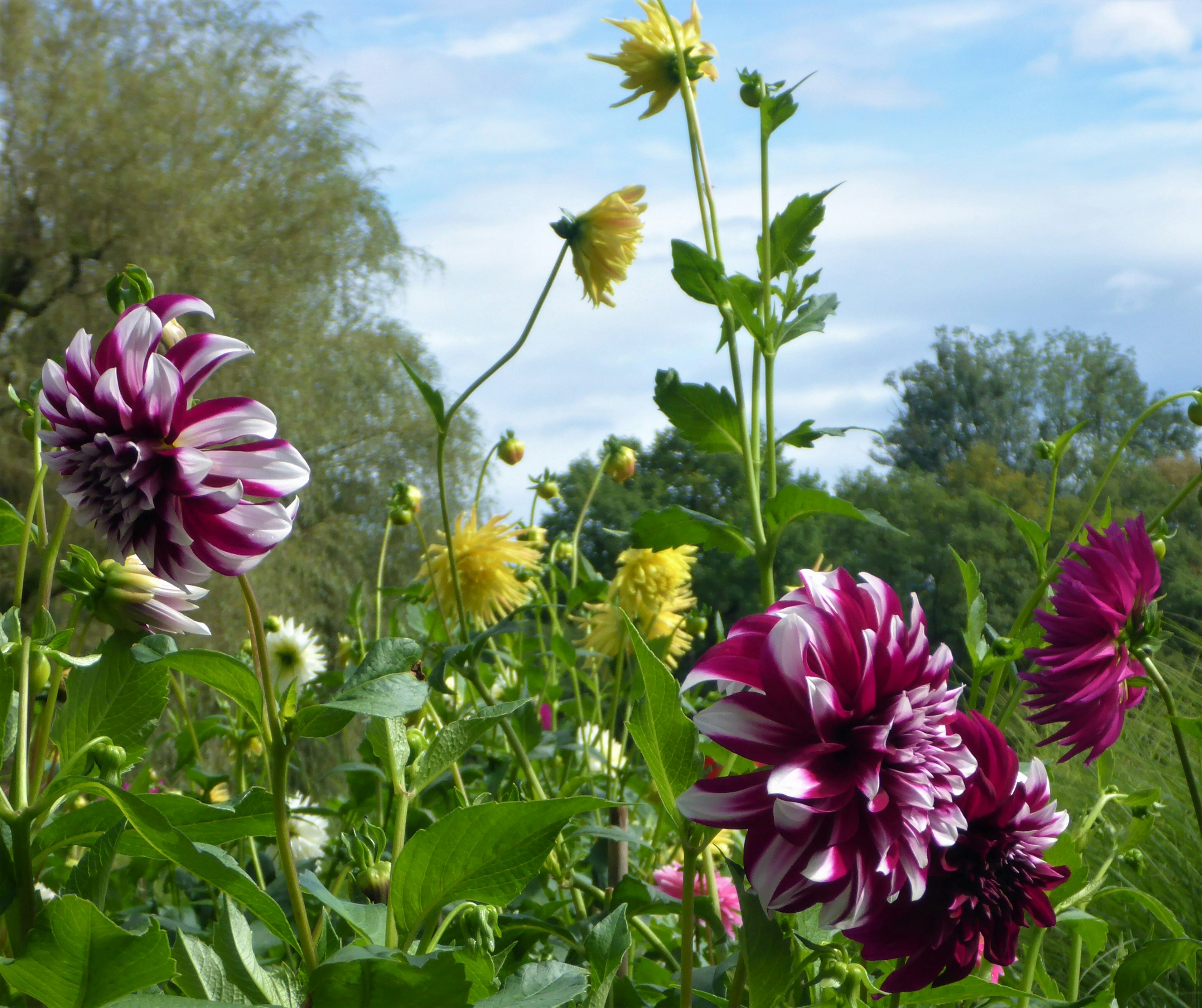 Flowers by David Anthony