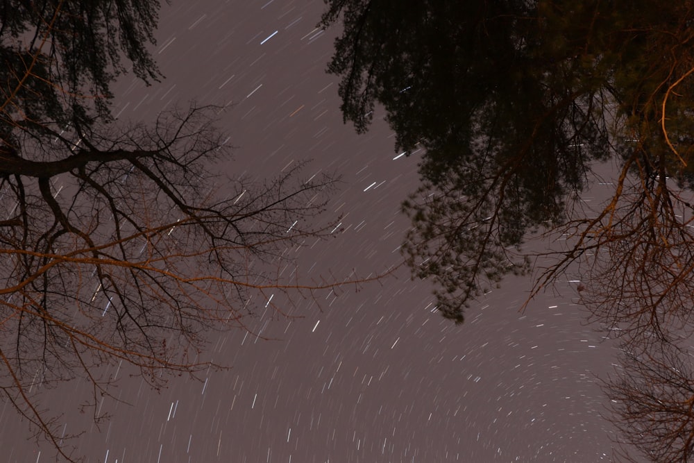 a snowy forest with trees