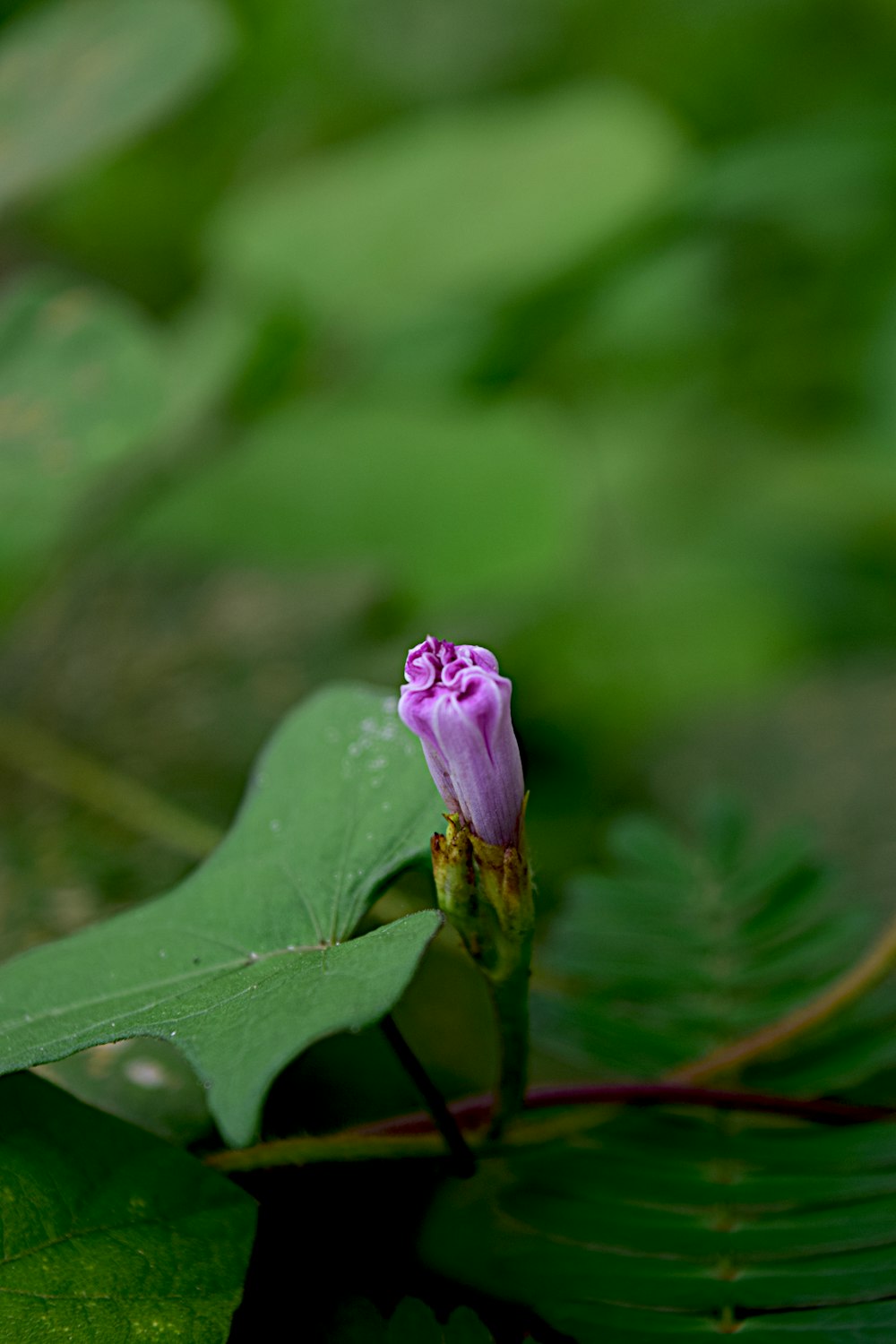 a small purple flower