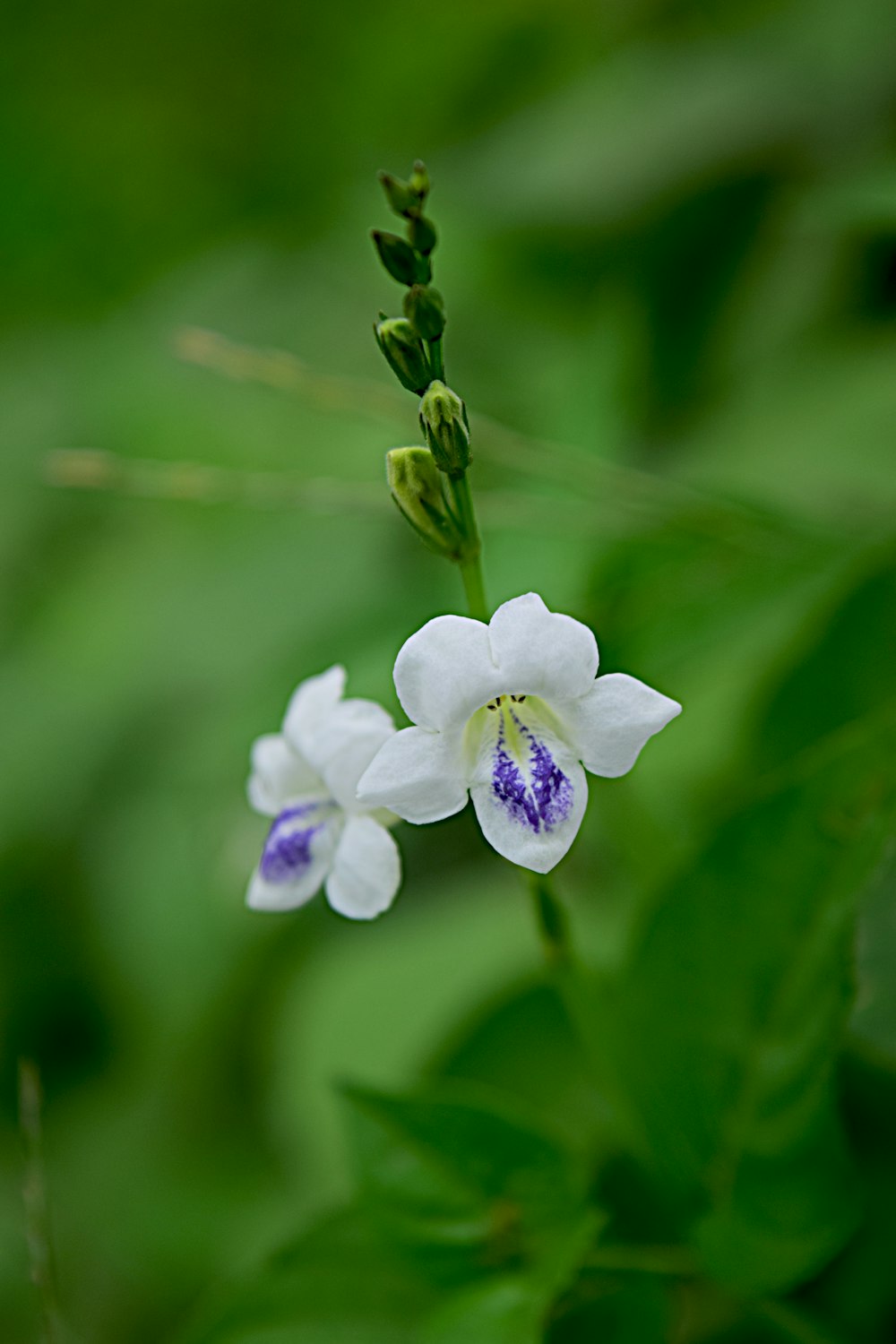 a close up of a flower