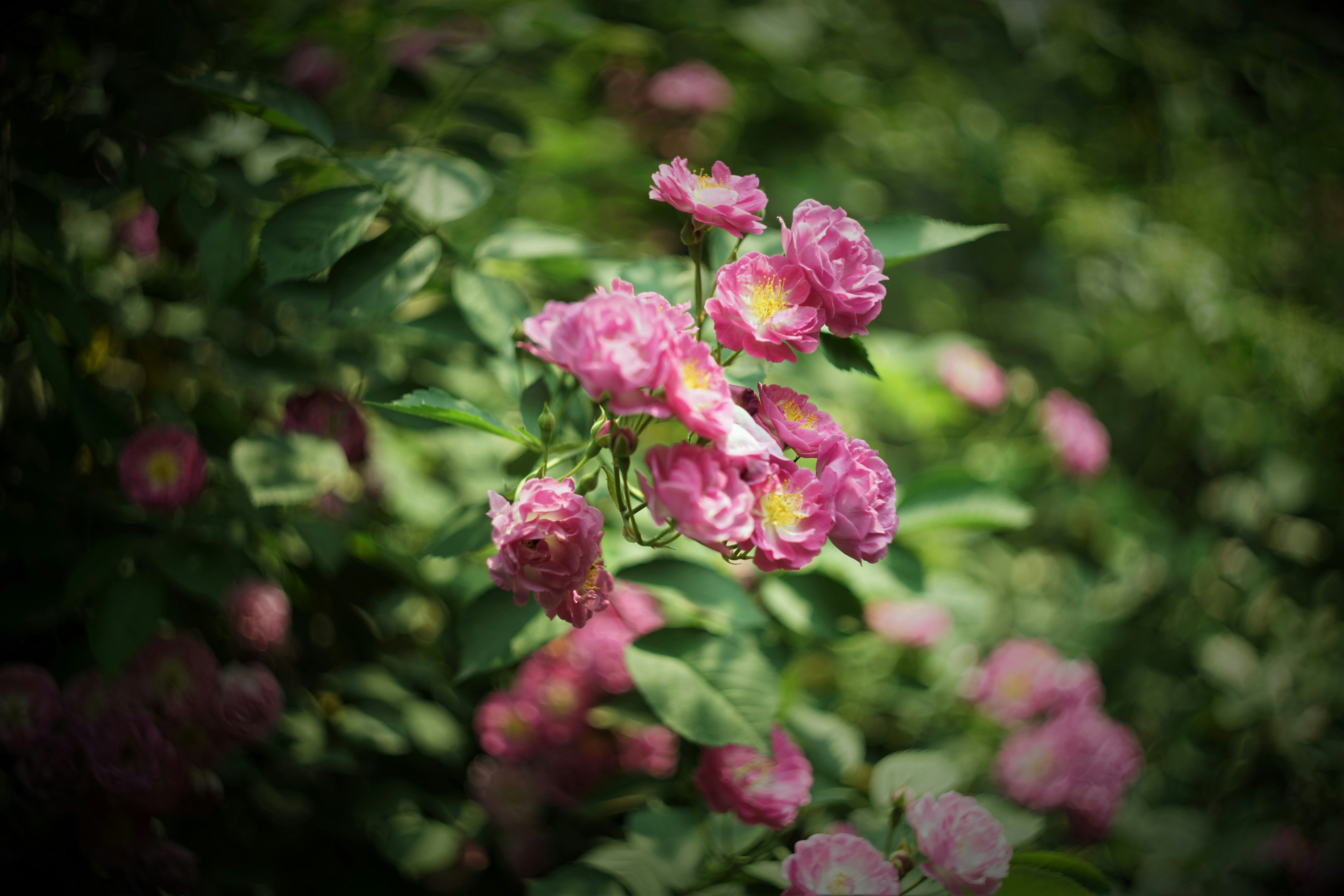 Photo by jianzhuo_1127