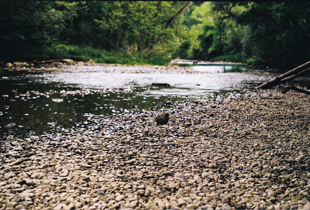 a river with rocks and trees