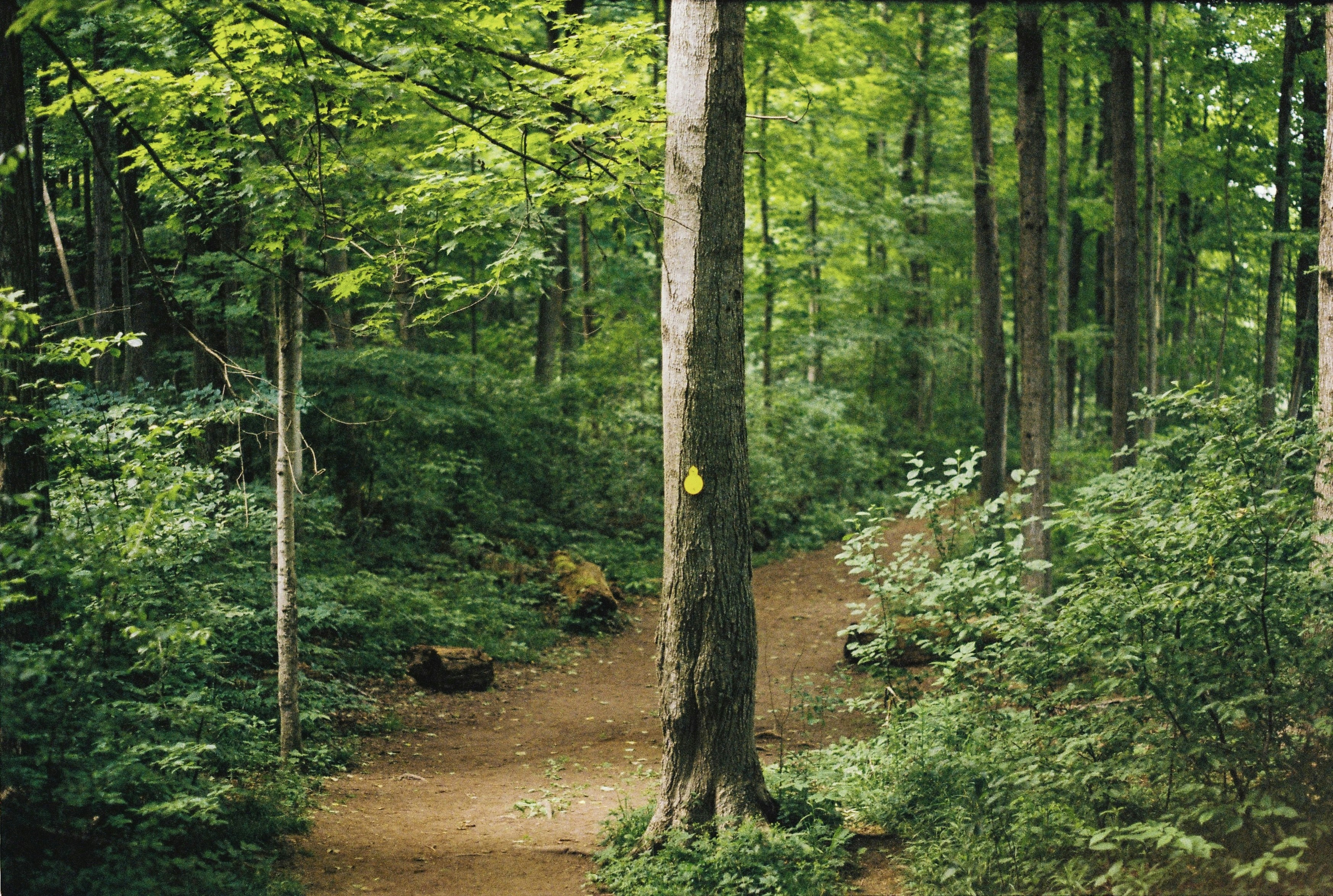 A winding path through a forest, representing the healing journey - treatment for complex ptsd