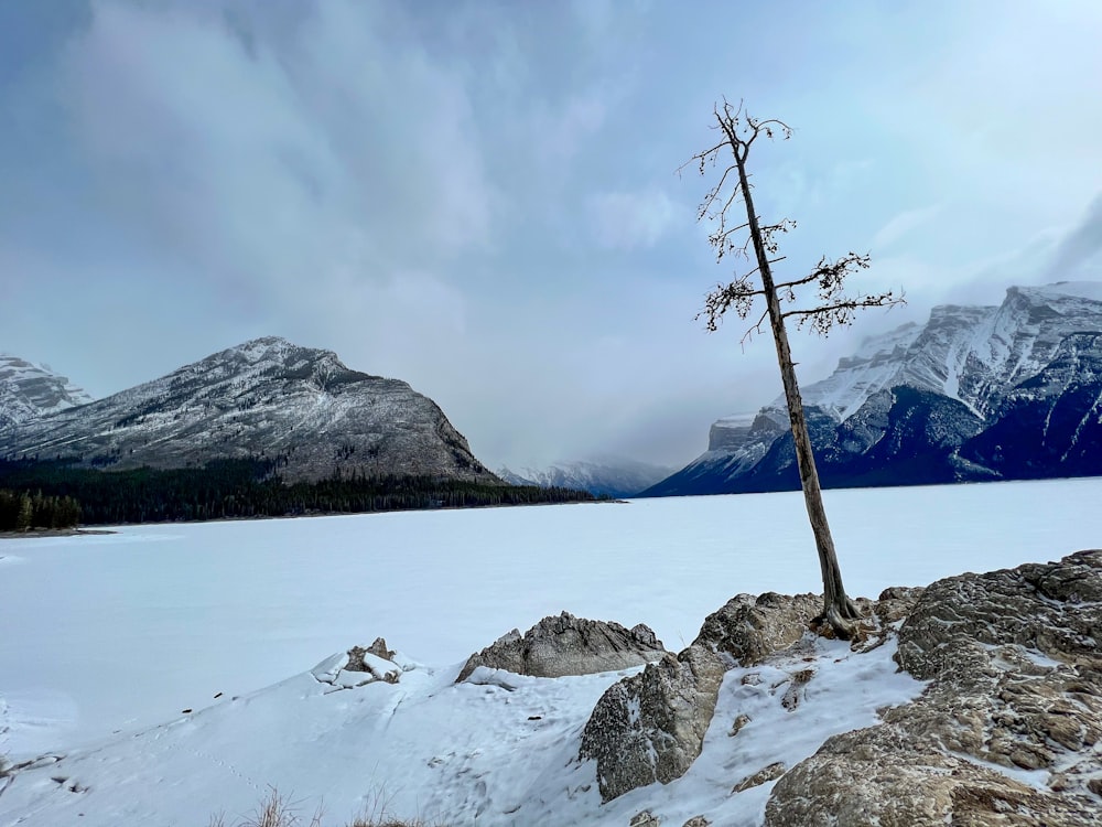 a snowy landscape with a tree and mountains in the background