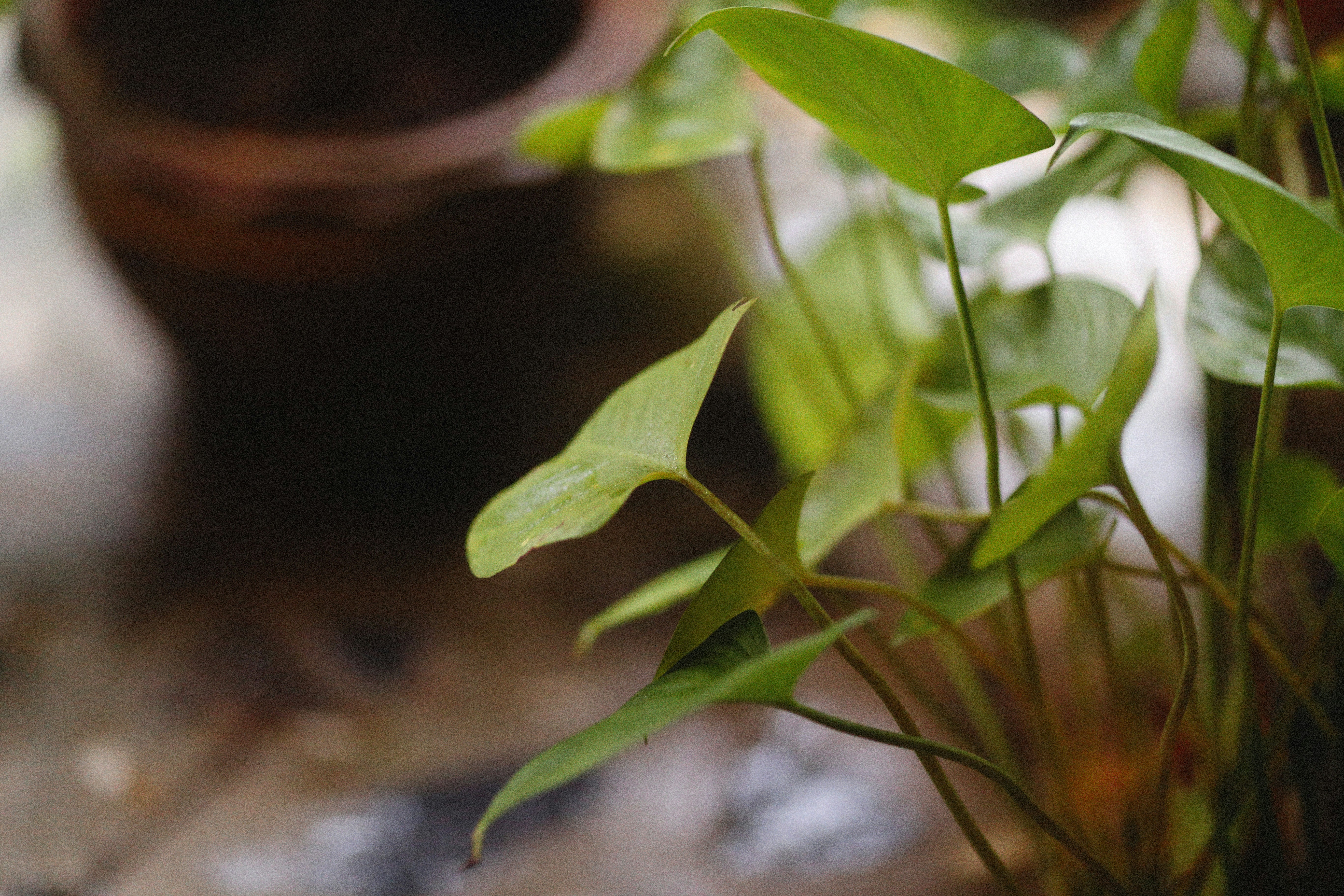 Photo by alexeydemidov