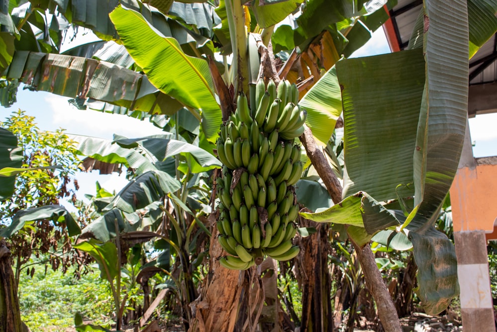 a bunch of bananas from a tree