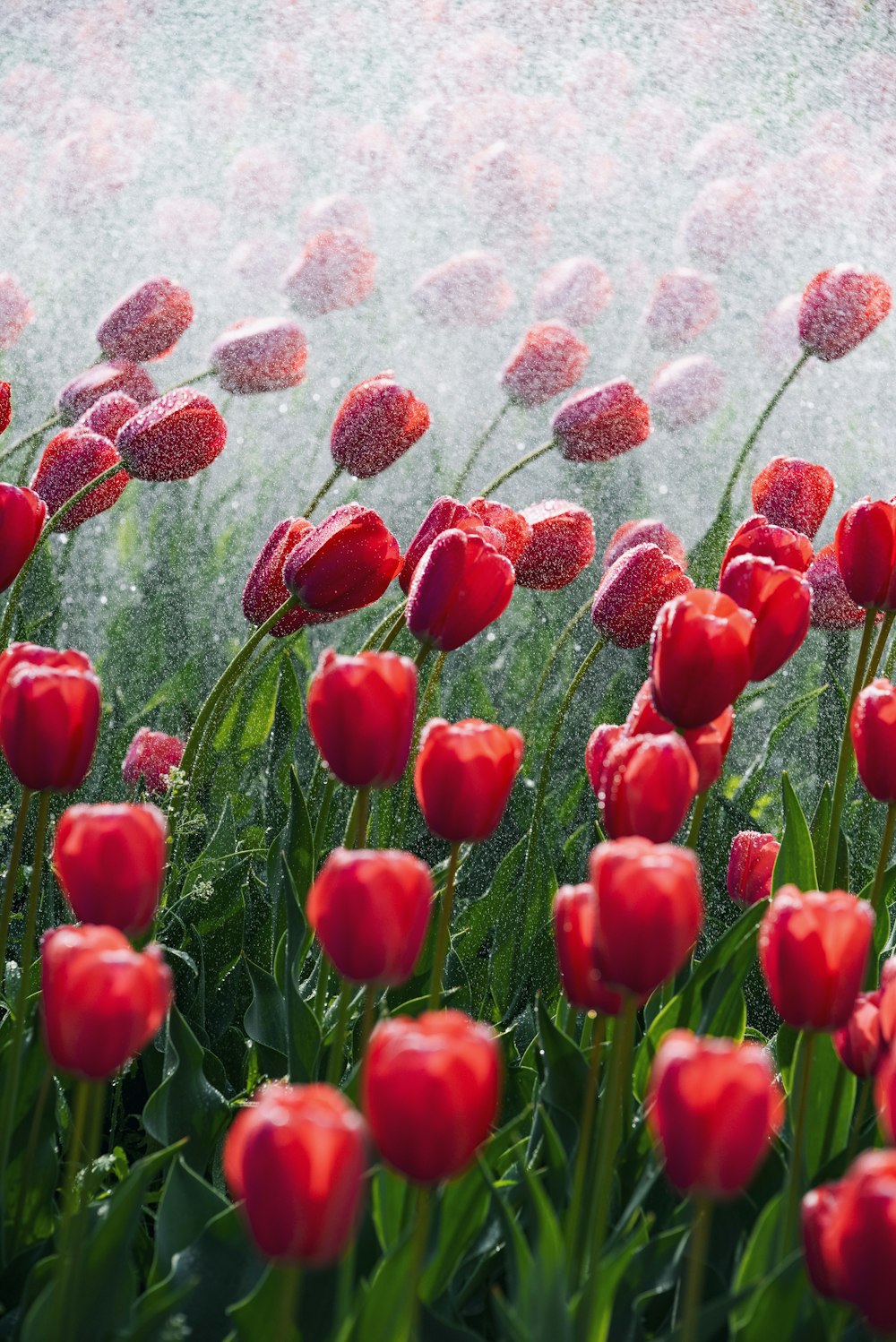 a field of red tulips