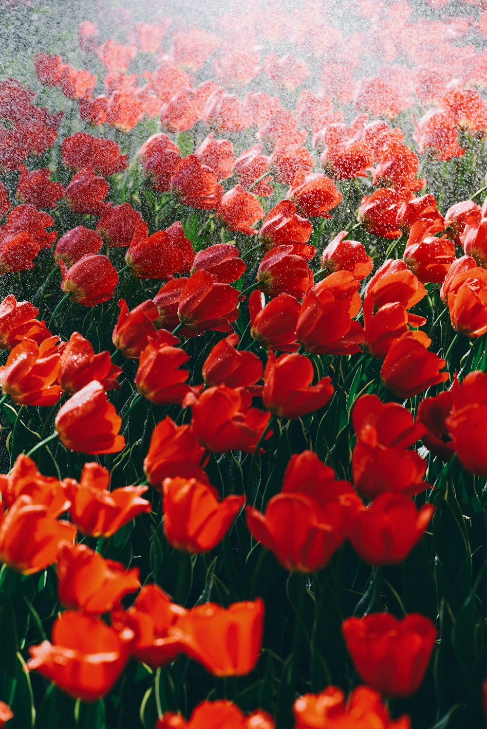 a field of red flowers