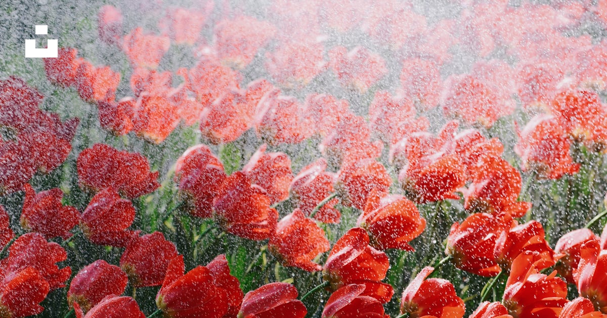 Un champ de fleurs rouges photo – Photo Tulipe Gratuite sur Unsplash