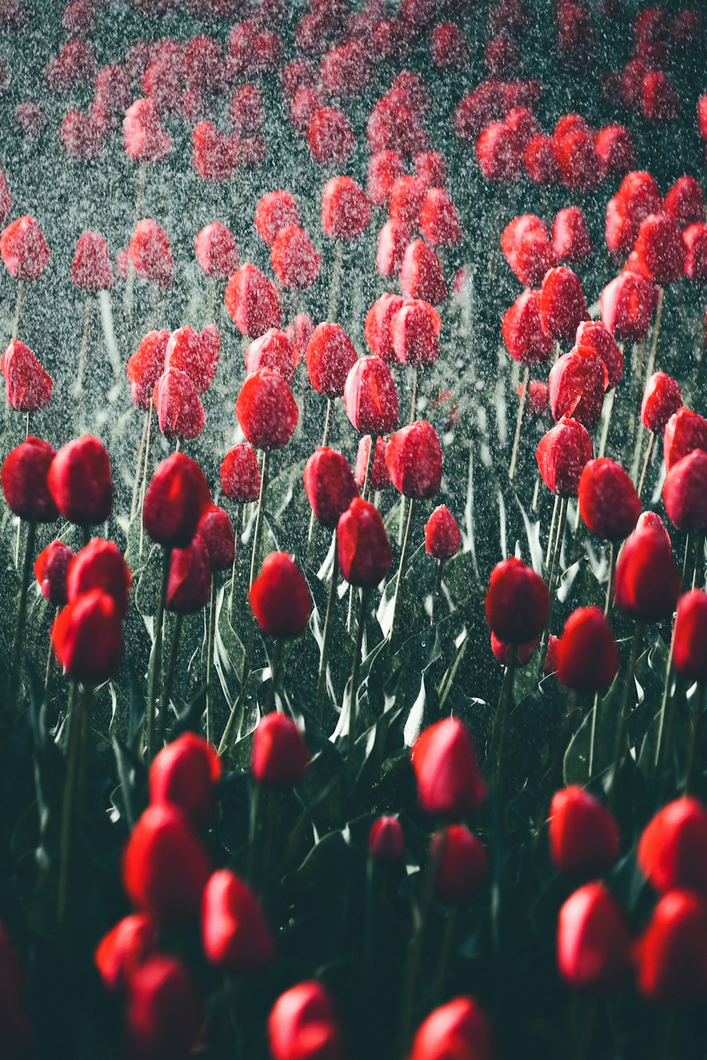 a bunch of red flowers