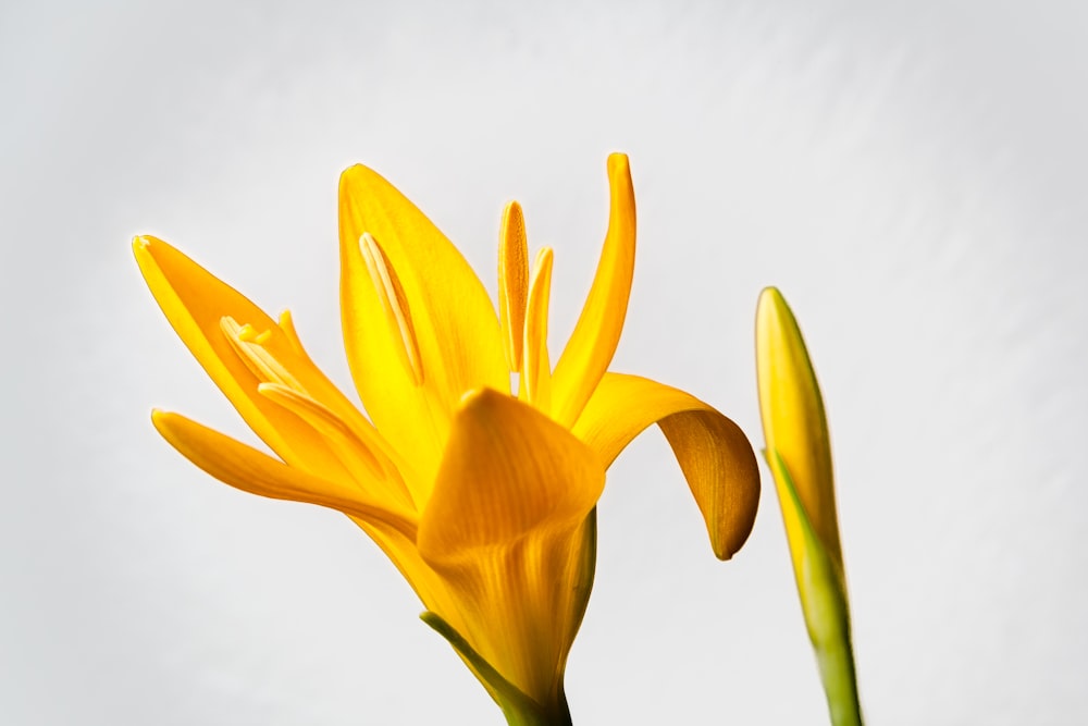 a close up of a flower