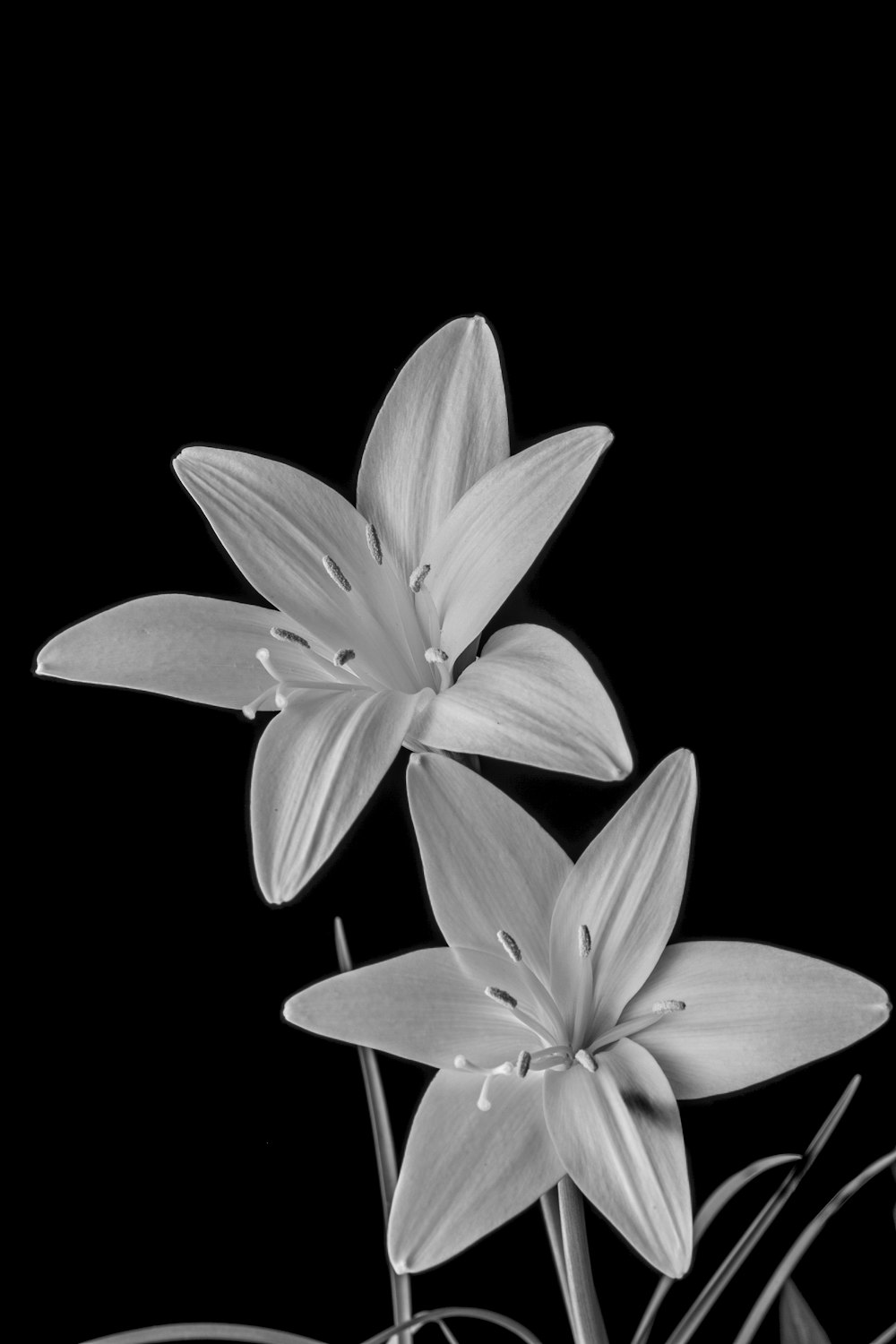 a close-up of some flowers