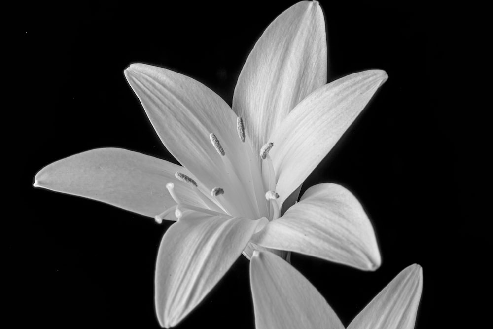 a white flower with a black background