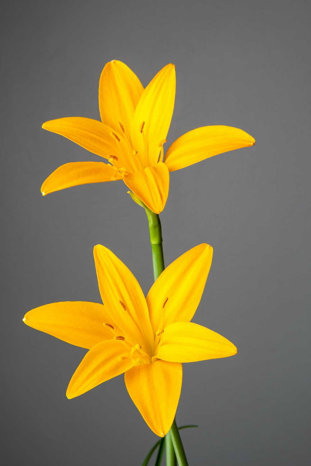 um casal de flores amarelas