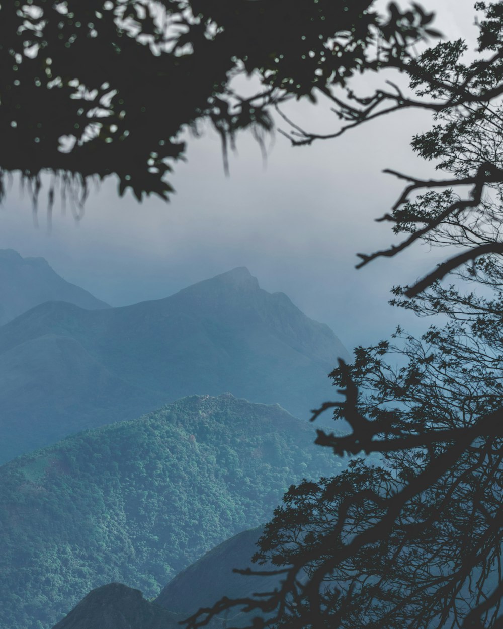 a view of a mountain range from a tree