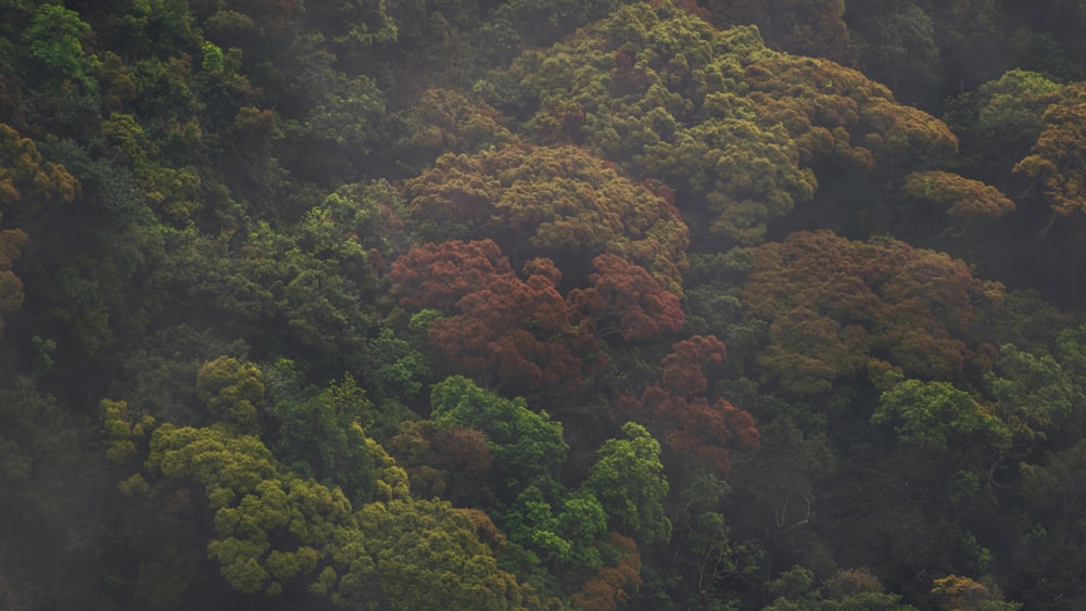 a forest of trees