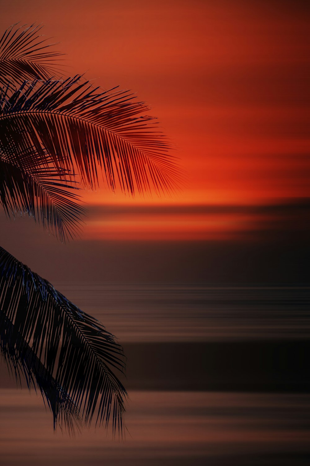 uma palmeira na frente de um pôr do sol