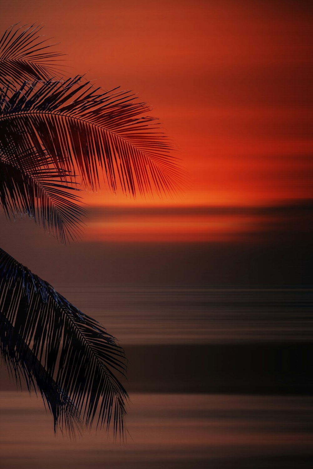 a palm tree in front of a sunset