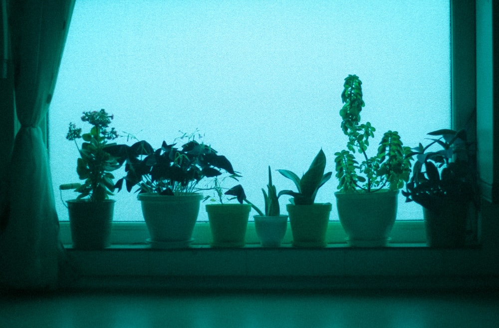 a group of potted plants on a window sill