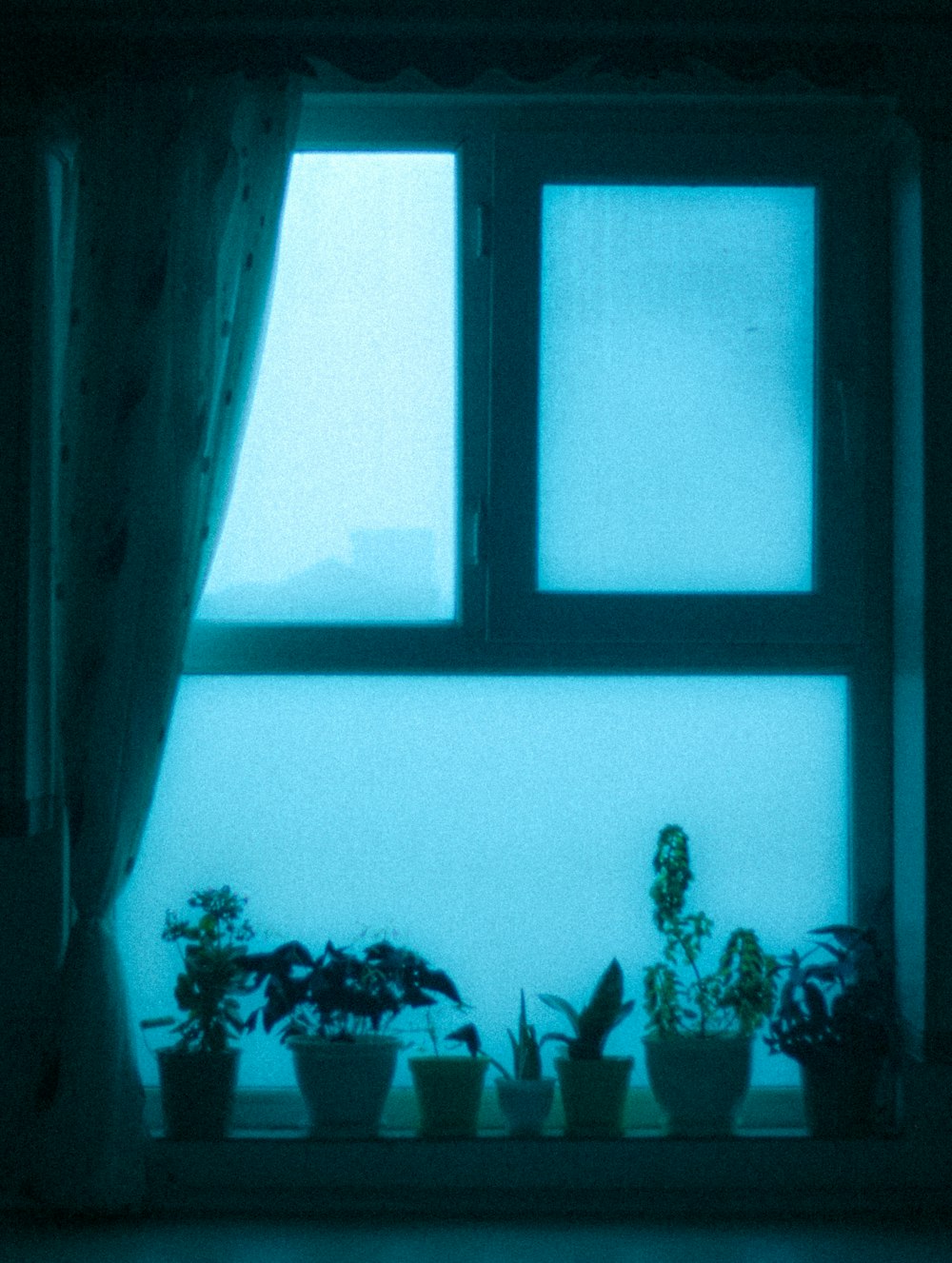 a window with potted plants