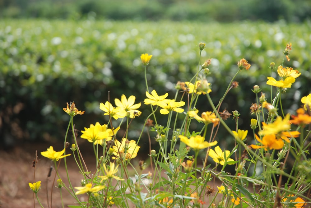 a field of yellow flowers