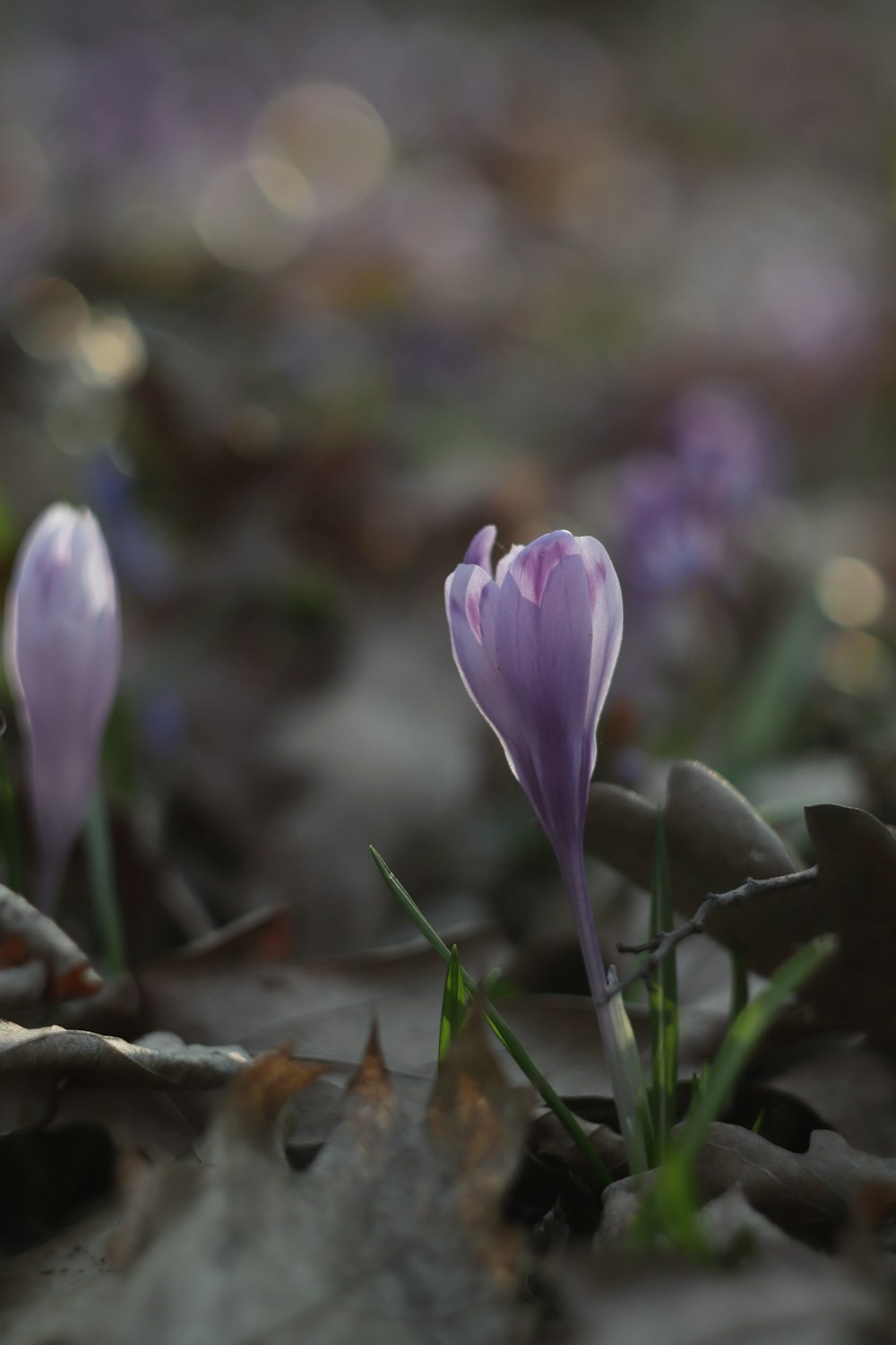 close up of a flower