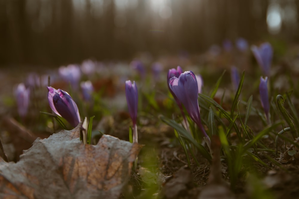 a close up of purple flowers