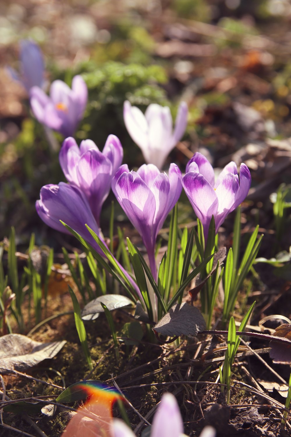 a group of purple flowers