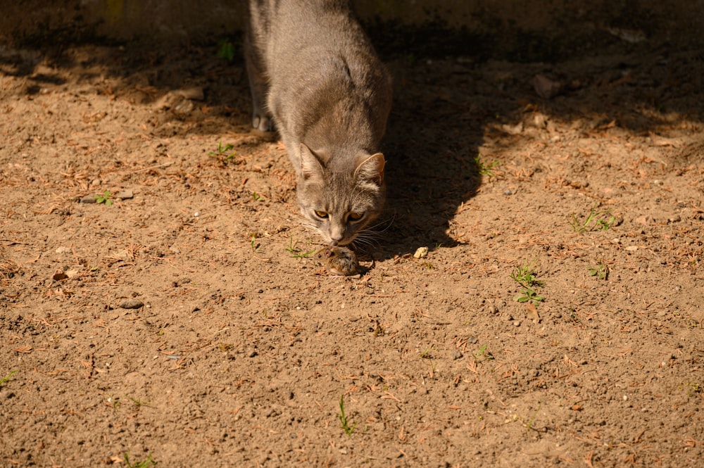a cat walking on dirt