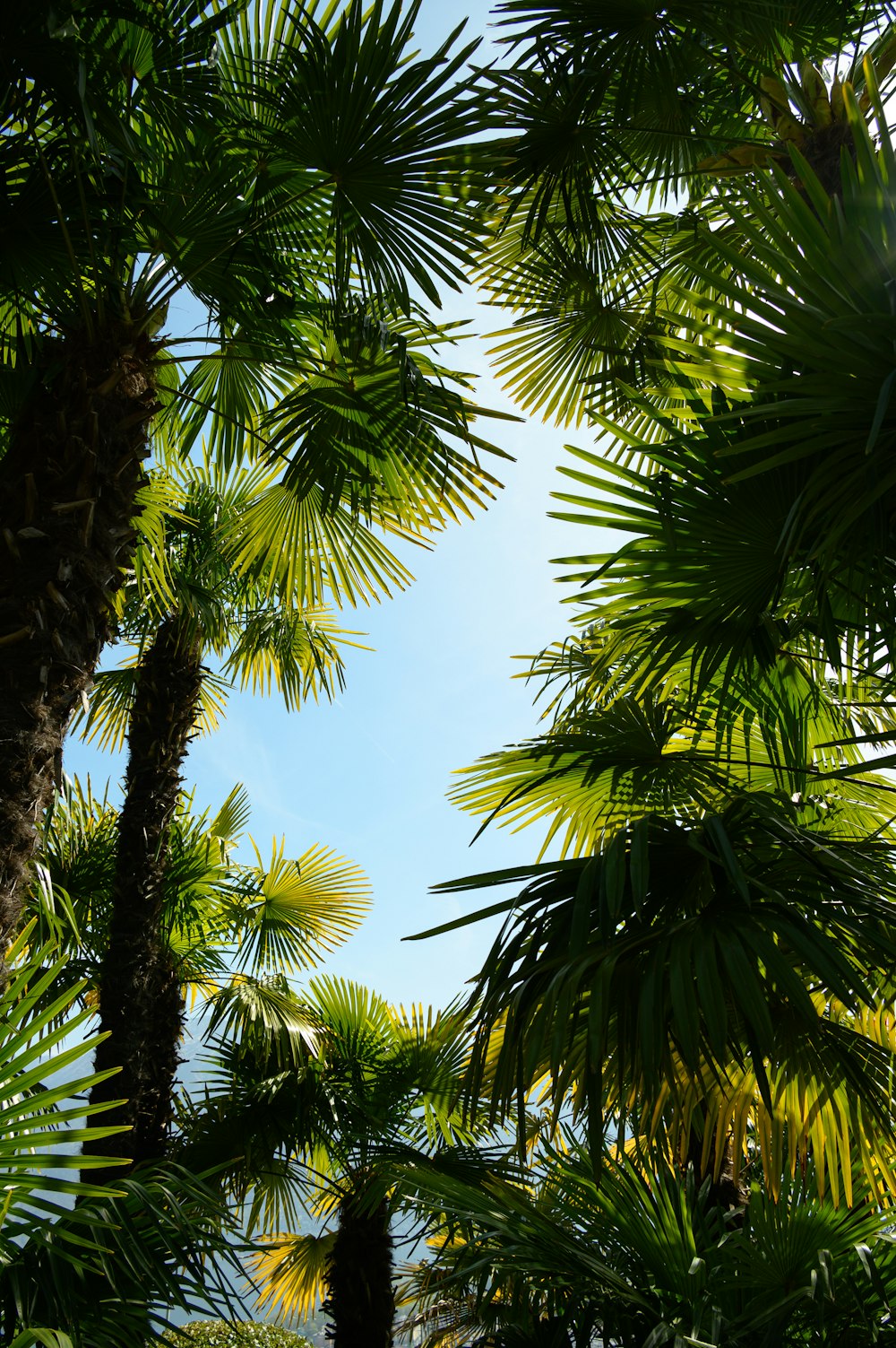 a group of palm trees