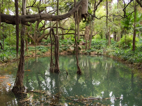 Swim in a Cenote