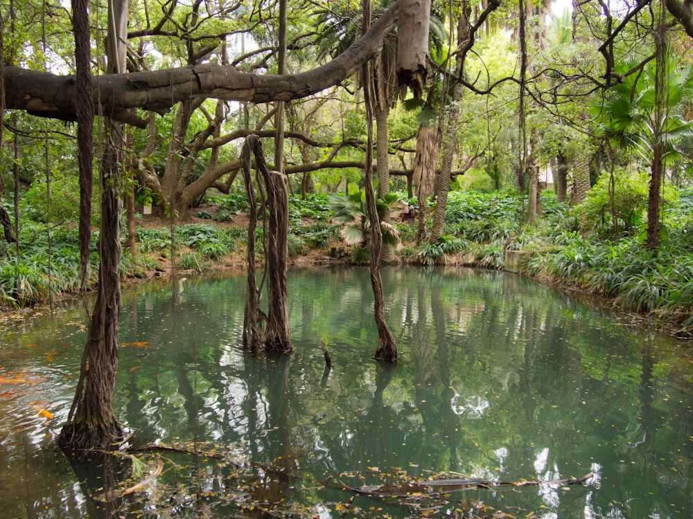 a body of water surrounded by trees