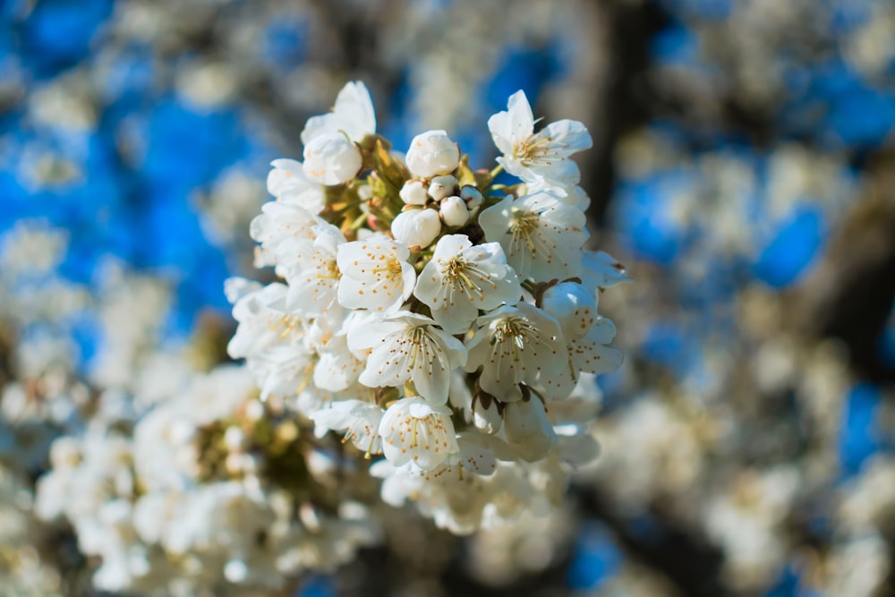 a close up of a white flower