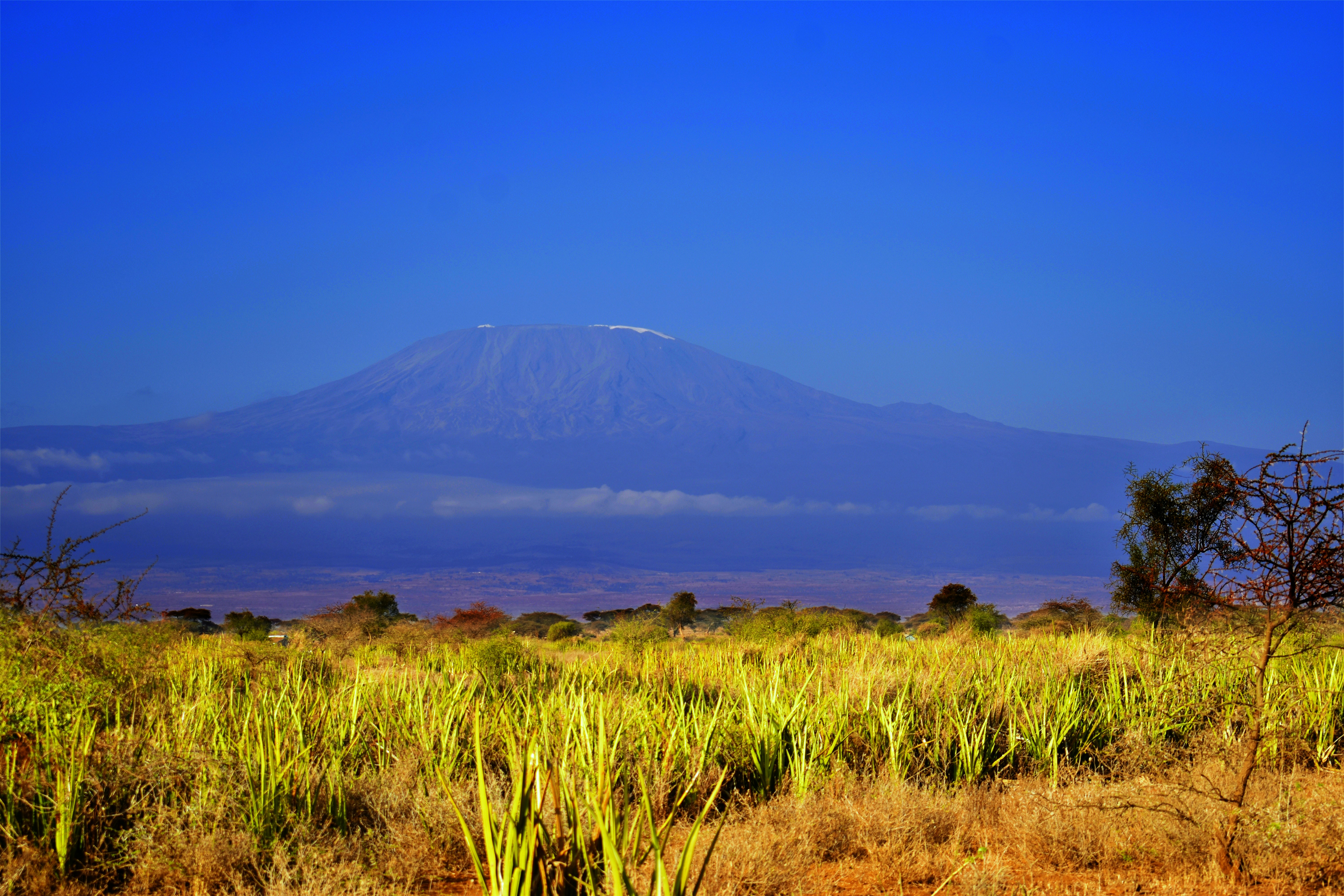 a grassy field with a mountain in the background, Mount Kilimanjaro view from a distance