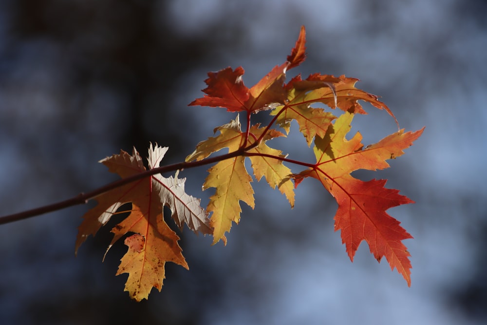 un gros plan de quelques feuilles