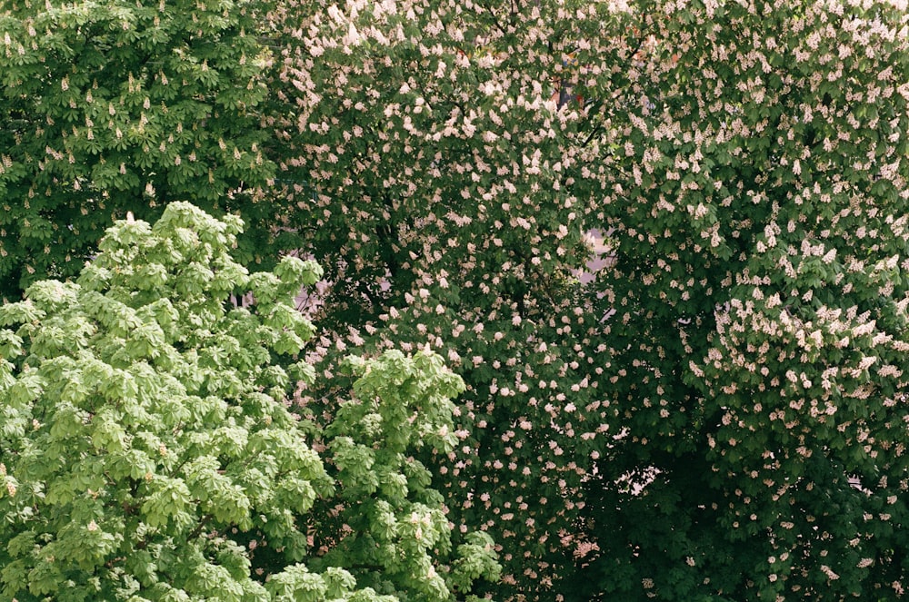 a bush with flowers