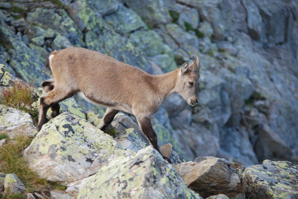 a deer walking on rocks