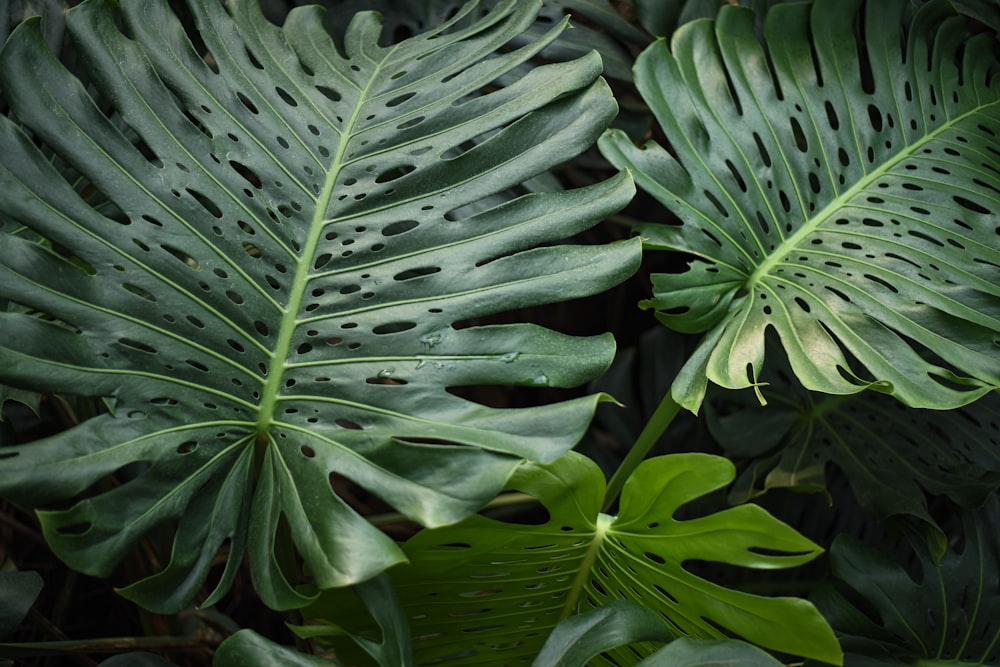 a group of green plants