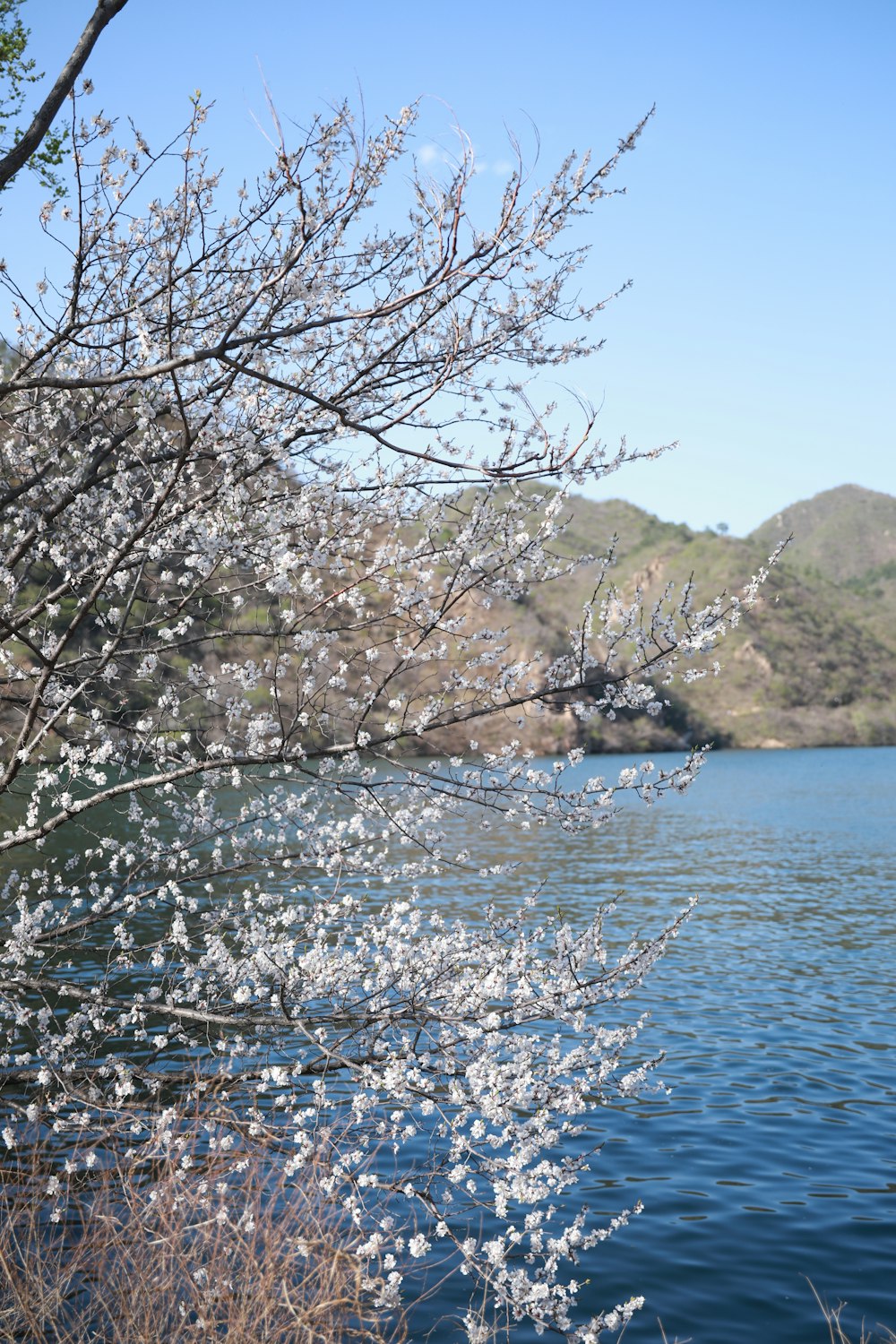 a tree with white flowers next to a body of water