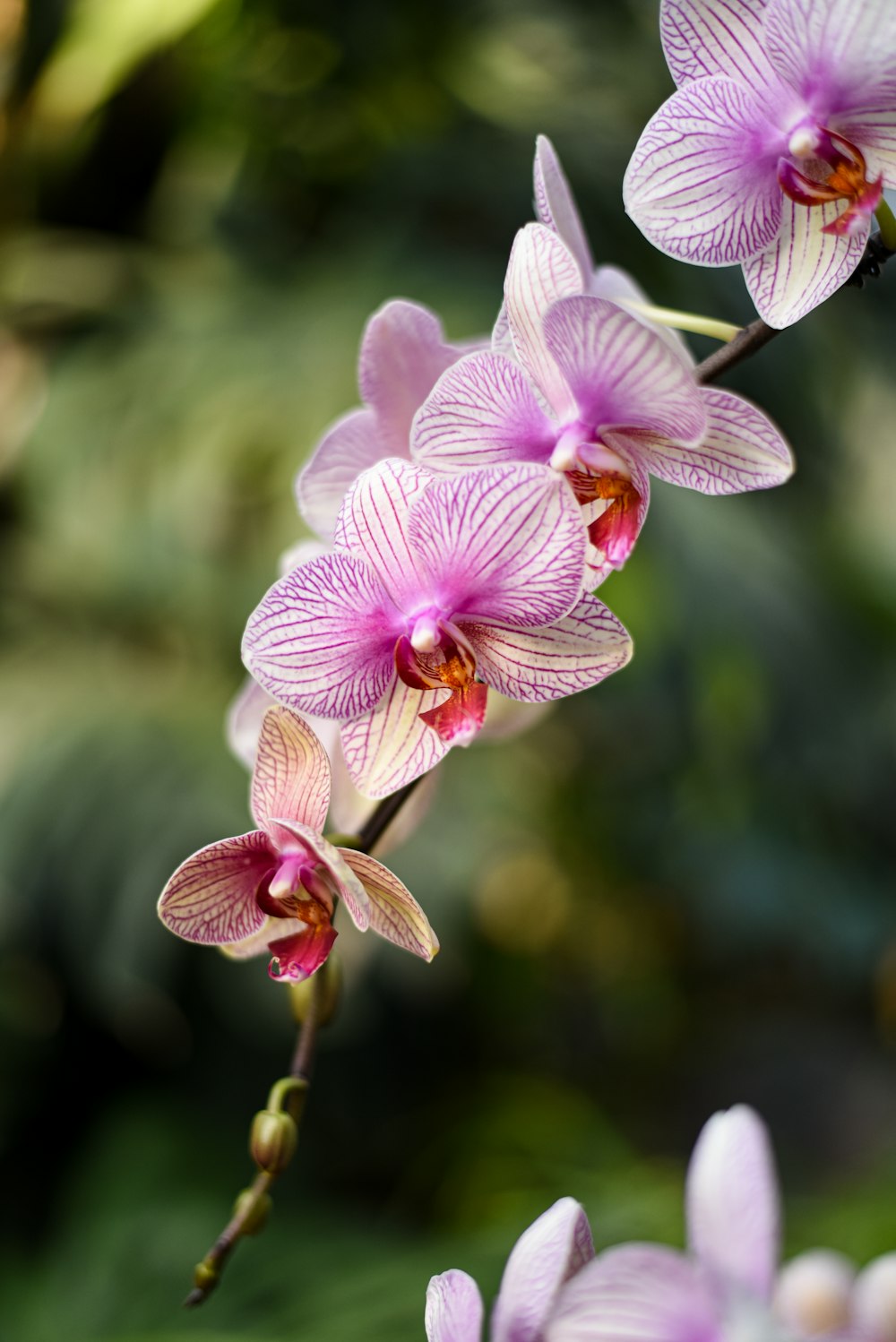 a close up of purple flowers