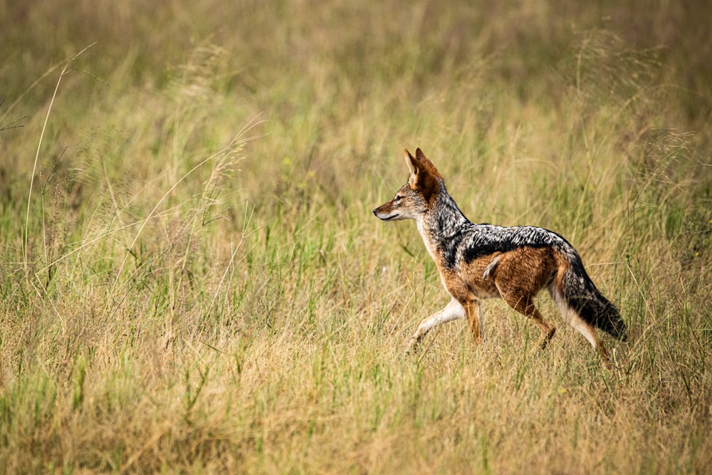 a hyena running through tall grass