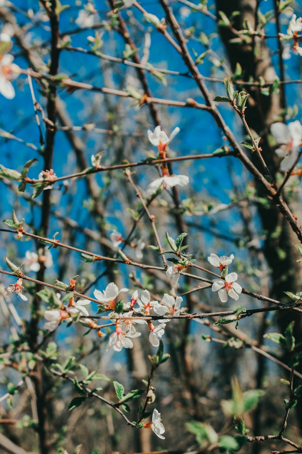 un albero con fiori bianchi